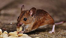 24 Hour & Emergency Exterminators in 7 Corners, VA